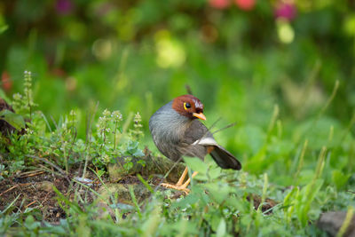 Bird perching on a field