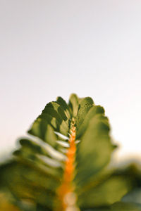 Close-up of plant against clear sky