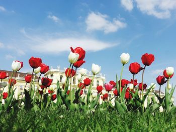 Close-up of red tulips on field against sky
