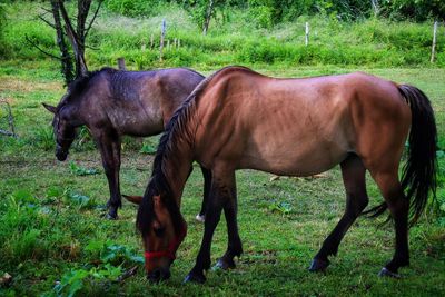 Horse grazing in a field