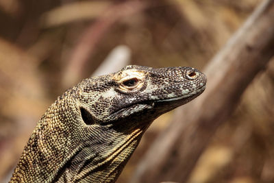 Close-up of lizard