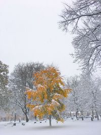 Bare trees against sky during winter