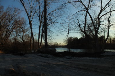 Bare trees in forest during winter