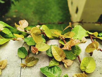 High angle view of leaves on table