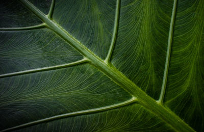 Macro shot of green leaf