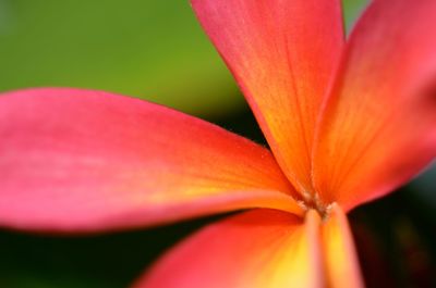 Close-up of orange flower