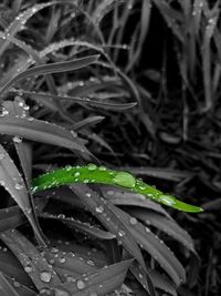 Close-up of wet plant