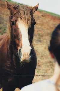 Close-up of horse in field