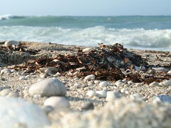 Close-up of seaweed and pebbles on sea shore