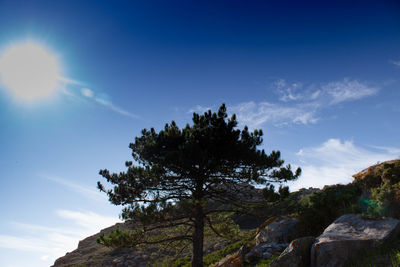 Low angle view of trees against sky