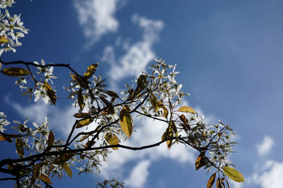 Low angle view of fresh flower tree against sky