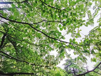 Low angle view of trees against sky