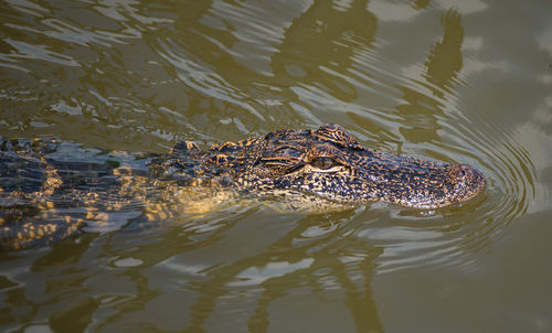 High angle view of crocodile swimming in lake