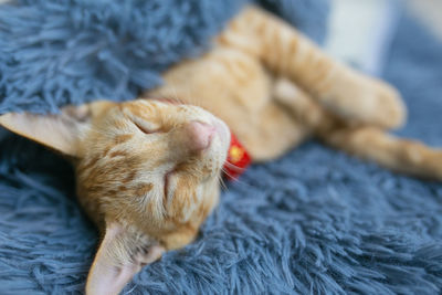 Close-up of cat sleeping on bed