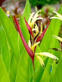 Close-up of grasshopper on plant