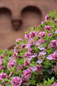 Close-up of pink flowers