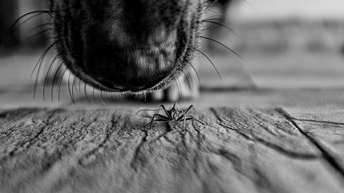 Close-up of dog and bug on floor