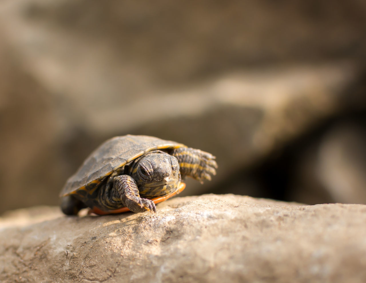 Young turtle