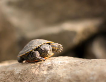 Close-up of snail on rock