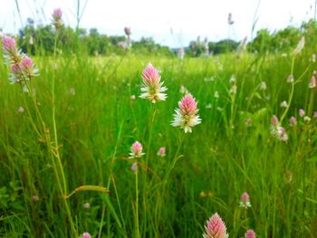 Close-up of pink flowers blooming in field