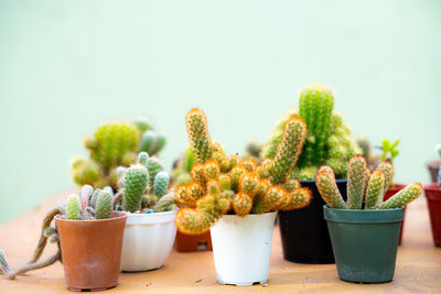 Close-up of potted cactus plant on table