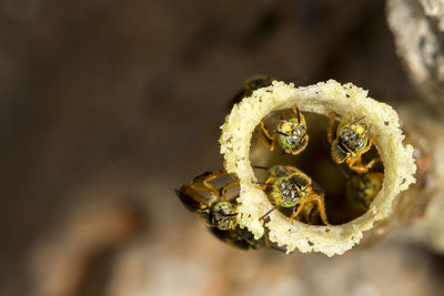 Close-up of honey bee on flower