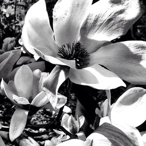 Close-up of pink flower blooming in garden
