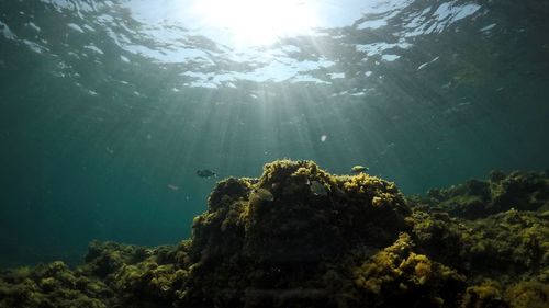 Scenic view of sea and fish underwater