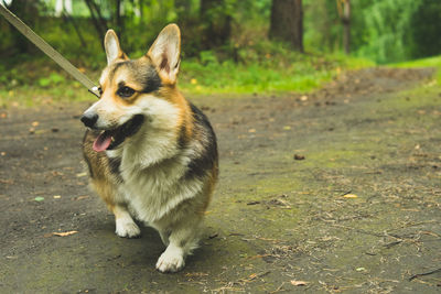 Corgi welsh pembroke smiles and lies in the summer grass