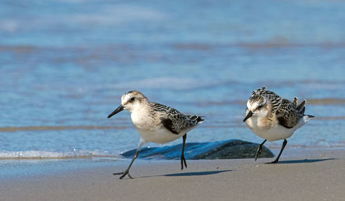 Seagulls on beach