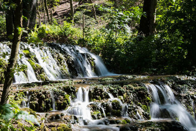 Scenic view of waterfall in forest