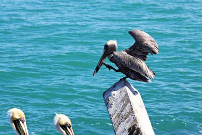 Birds perching on wooden post in sea