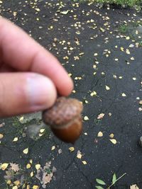 Close-up of hand holding autumn leaf