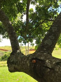 Low section of person on tree trunk against sky