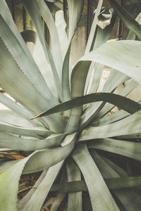 Full frame shot of plant