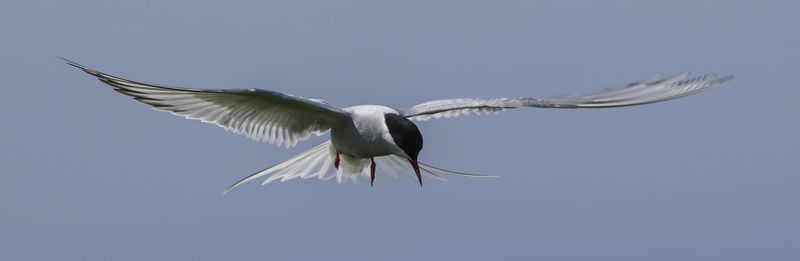 Low angle view of arctic tern flying against sky