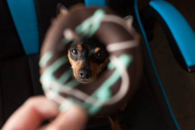 Person holding dog