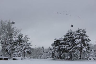 Trees on snow covered field against sky