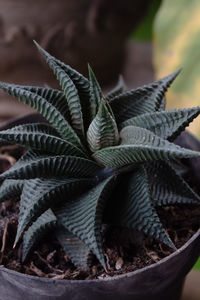 Haworthia limifolia cactus was potted and photographed up close. haworthia is a succulent plant.