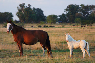 Horses in argentina