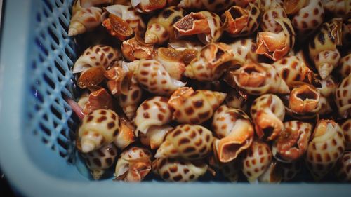 High angle view of seashell in basket