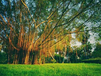 Trees growing in field