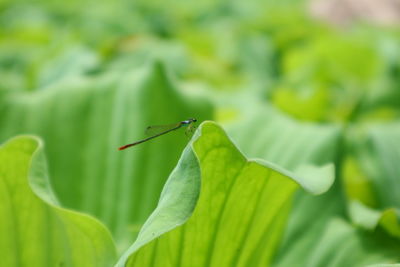 Close-up of insect on leaf