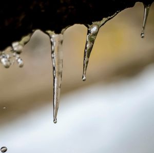 Close-up of melting icicles