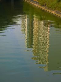 Reflection of trees in water