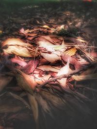 Close-up of flowering plant on field