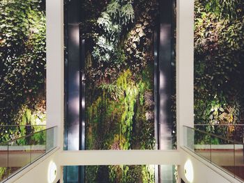 Plants seen through window