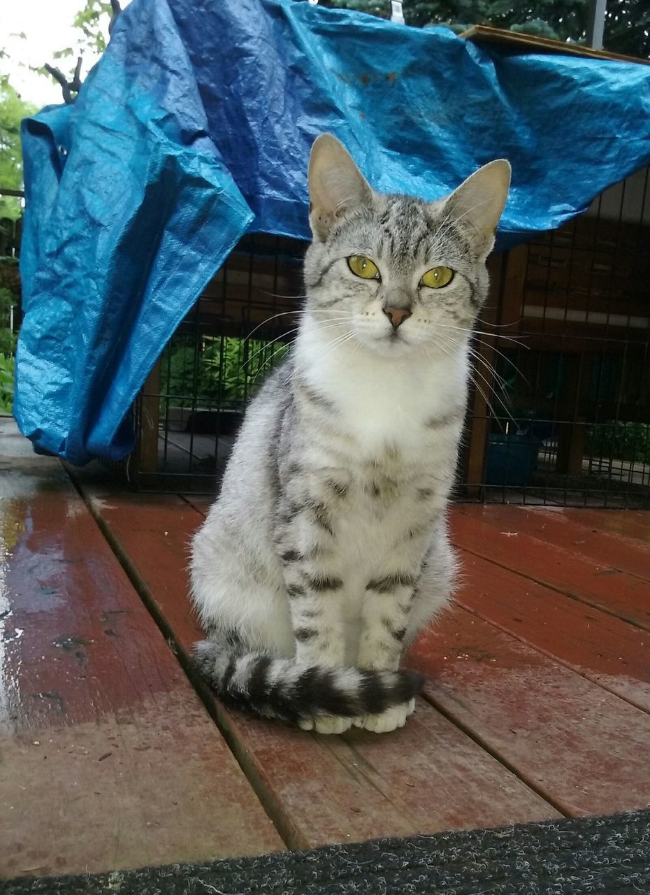 domestic cat, one animal, animal themes, pets, feline, domestic animals, mammal, cat, whisker, sitting, no people, day, looking at camera, indoors, portrait, full length, close-up