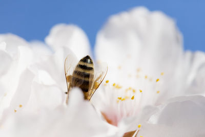 Bee in white blossom of almond tree in spring with blue sky in the background