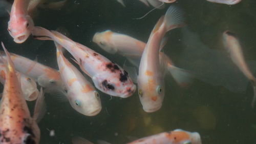 High angle view of koi carps swimming in pond